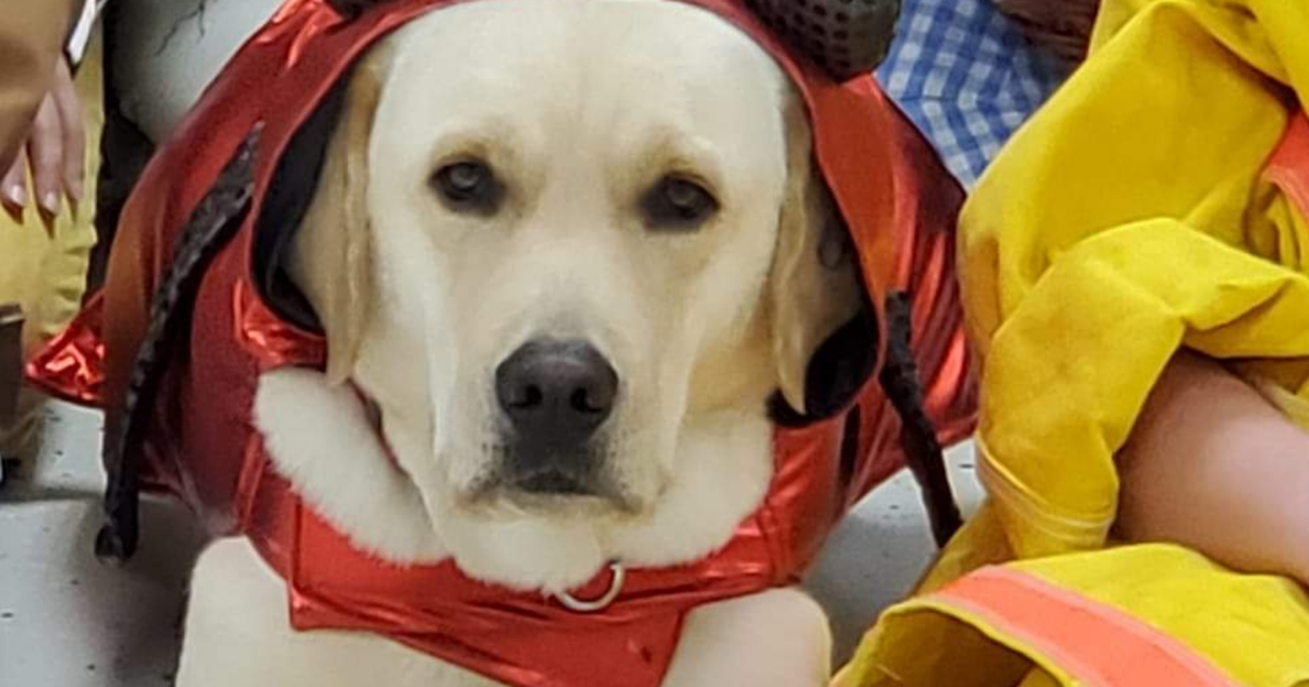 Washington Facility Dog